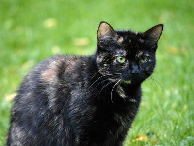 cat, cat outside, green eyes, tortoiseshell cat, grass, pet, animal, snout, cat fur, close-up, light fur, background, outdoor, wild, detailed shot, soft, cat eyes, whiskers, cat portrait, bright colors