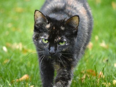 cat, tortoiseshell cat, outdoors, lawn, eyes, fresh grass, whiskers, fur, green eyes, cat portrait, peaceful, intelligent, curious, pet, inquisitive, details, up, gaze, favorite