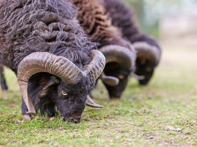 ram, sheep, horns, black, grazing, coat, wool, farm, animal, nature, livestock, ouessant, curled, grass, meadow, mammal, agriculture, countryside, rural, ecology