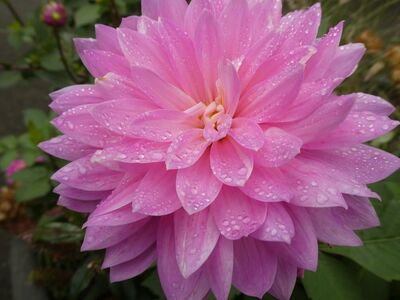 dahlia, pink, water droplets, flower, garden, leaves, detail, nature, wet, ornamental flower, summer flower, beauty, fresh, botany, lovely, petal, purity, creation