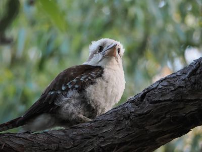 kookaburra, kingfisher, bird, animal, nature, wildlife, avian, tree bark, feathers, habitat, wild, natural, birdwatching, loud laugh, australia, eyes, green background, outdoor photography, blurred background