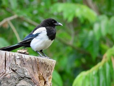 magpie, bird, wildlife, animal, tree, nature, green, perch, black and white, birdwatching, wings, bird feathers, natural habitat, feather, stump birds, bird sitting on branch, common birds, bird prey, black-headed bird