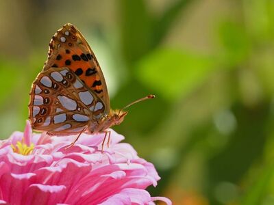 butterfly, nature, zinnia, blossom, close-up, wing, mother-of-pearl, insect, garden, summer, winged, colorful, area, detail, photography, outdoor, bright, gift, environment, life, jealousy