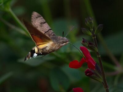 nature, hummingbird hawk-moth, butterfly, flower, flying, pollination, red, macro photography, beautiful flowers, proboscis, wings, summer, green, flower background, flower wallpaper, nature photography, wing color, hovering, extreme close-up, wildlife, insects, wildlife photography