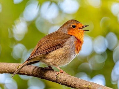 robin, windows wallpaper, bird, nature background, forest, free wallpaper, songbird, full hd wallpaper, green leaves, orange breast, beautiful nature, 4k wallpaper 1920x1080, free background, singing, hd wallpaper, branch, open beak, nature, beautiful wallpaper, wildlife, bright, desktop backgrounds, cool backgrounds, bokeh, close-up, laptop wallpaper, feathers, mac wallpaper, 4k wallpaper, wallpaper, wallpaper 4k, nature wallpaper, wallpaper hd, sunny, wild