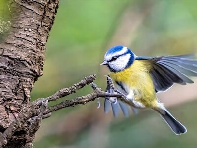 bird species, bird feathers, tree branch, bird watching, in nature, flying bird, nature, songbirds, garden bird, bird flight, yellow belly, natural habitat, close-up, spread wings, exotic bird, green background, bird conservation, wild bird, bird with blue head