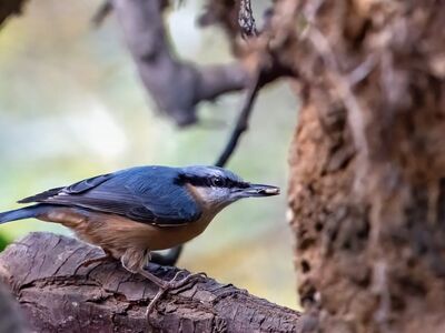 bird, nature, nuthatch, branch, forest, plumage, tree bark, beak, birdwatching, songbird, park, beautiful nature, beautiful bird, feeding nuthatch, nature wallpaper, sharp claws, nature photography, beautiful scenery, calm nature, wildlife