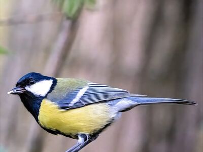 blue tit, nature, bird, animal, feathers, ornithology, sitting, twig, songbird, garden, wildlife, birdwatching, fauna, small, fluffy, purple, park, leaves, black, yellow