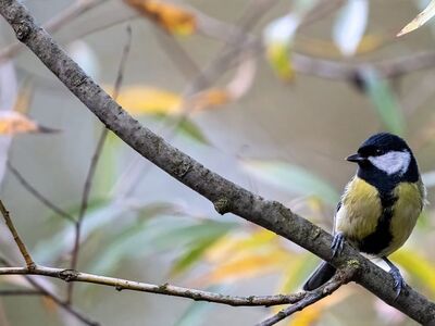 bird, blue tit, beautiful wallpaper, nature, branch, free background, ornithology, garden, feathers, sitting, wallpaper hd, birdwatching, windows wallpaper, flora, mac wallpaper, background, fauna, 4k wallpaper, full hd wallpaper, songbird, bird position, plumage, desktop backgrounds, laptop wallpaper, free wallpaper, hd wallpaper, green background, small animal, colorful bird, cool backgrounds, wallpaper 4k, 4k wallpaper 1920x1080, idyllic, bird life