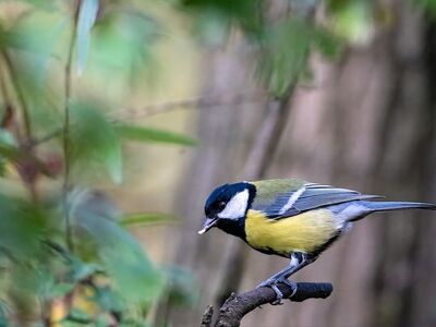 blue tit, nature, bird, animal, feather, ornithology, sitting, branch, birdwatching, songbird, garden bird, small, fauna, bone, fur