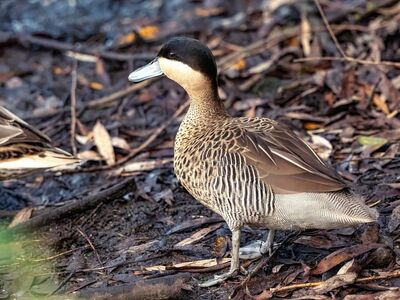 duck, natural environment, wildlife, waterfowl, feathers, black and white, wilderness, brown, leaves, ground, close-up, nature, migration, camouflage, autumn, closed beak, animal, natural colors, in the background, next to another duck
