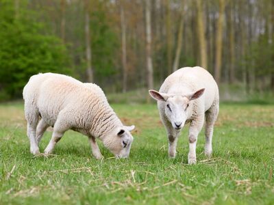 sheep, lamb, meadow, pasture, wool, spring, green, mammal, pet, animal, nature, rural, farm, agriculture, grazing, field, crop, dog, arable
