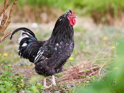 rooster, black, feathers, comb, wattles, nature, plumage, animal, bird, agriculture, farm, rural, fauna, standing, feathered, domesticated, livestock, black and white, wild, country life, waiting