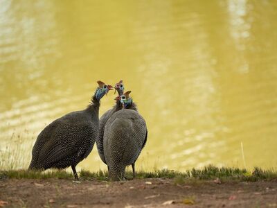 helmeted guineafowl, bird life, two birds, pond shore, nature, wildlife, lake, water bird, green color, outdoor environment, wild birds, beak, fauna, outdoor recreation, cozy, calm, relaxed, natural environment, guineafowl, green vegetation