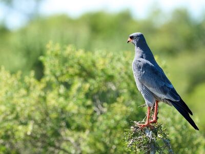 birds of prey, bird photography, wildlife, nature, falcon-like bird of prey, gray color, raptor, green background, five, predator, wild birds, ornithology, bird life, tree bark, bird, bird of prey, sunny day, may, wings, wild