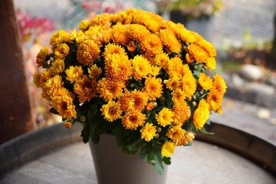 chrysanthemum, flower pot, orange color, autumn, brick wall, decoration, fresh, garden, natural, floristry, detail, bucket, decorative, bright, cute, arrangement, outdoors, nature, environment, botany, cultivation