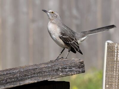 northern mockingbird, bird, wildlife, railing, perching, ornithology, nature, insect, balancing, animal, outdoor, feathers, photography, view, natural world, outdoor scene, sunset, sky, natural habitat, summer season, gray tones
