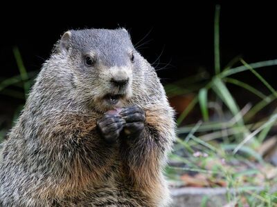 groundhog, eating, hands, fur, face, mammal, cute, grass, rodent, nature, wild, autumn, animal, front view, close-up, young, muzzle, animal portrait, day, simplicity