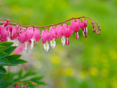 flower, nature, cool backgrounds, spring, 4k wallpaper, plant, wallpaper 4k, mac wallpaper, wildflower, desktop backgrounds, laptop wallpaper, flora, bleeding heart, 4k wallpaper 1920x1080, flower wallpaper, wallpaper hd, pink, garden, free wallpaper, beauty, natural background, beautiful flowers, blooming, decorative, sky, full hd wallpaper, green, windows wallpaper, love, floral background, flower background, free background, background, sky background, hd wallpaper, beautiful wallpaper, delicate, fresh, outdoor