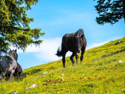 horse, nature, gray, summer, grass, meadow, tree, pasture, outdoors, green, blue sky, horse herd, grazing land, peaceful, idyll, landscape, travel, adventure, freedom