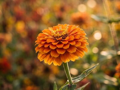 zinnia, flower, orange, macro, nature, garden, flower background, bokeh background, summery, flower wallpaper, beautiful flowers, vibrant colors, leaf, detail, sunlight, beauty, outdoor, bright, nature's art, colorful, fresh, botany, ecology, floral beauty