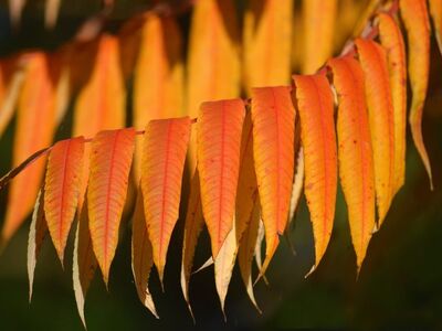 autumn, foliage, red leaves, orange leaves, stag horn sumac, elegance, nature, garden, beauty, details, autumn colors, yellow leaves, horticulture, leaf texture, season, natural beauty, outdoor, ornamental plant, backlighting, decorative effect, sunlight