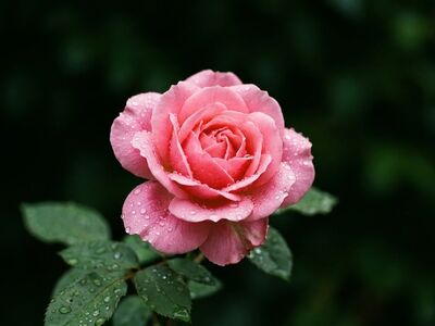 rose, pink rose, macro photography, nature, water droplets, petals, pink color, leaves, morning dew, garden, beauty, love, rose flower, romance, fresh, humidity, delicacy, calm, bloom, soft colors, flower photography, ai generated
