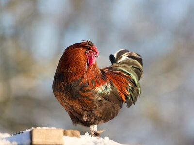 rooster, snow, colorful, feathers, outdoors, winter, animal, farm, nature, henhouse, comb, tame, sunlight, black, standing, proud, male, beak, plumage, sunrise
