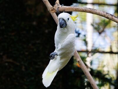 parrot, cockatoo, white color, tree branch, wildlife, nature, birds, exotic, yellow crest, natural light, outdoor, asian bird, bird photography, birdcage, natural environment, oriental nature, yellow eyes, garden bird, forest bird, bird coloration