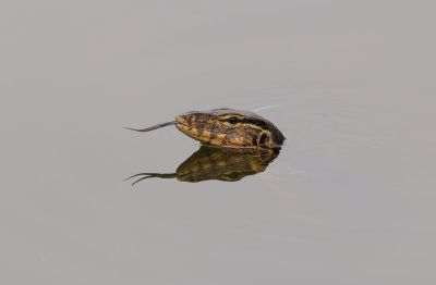 lizard, reptile, animal, nature, wildlife, fauna, monitor, water, pond, indonesia, on flight, habitat, biodiversity, ecosystem, camouflage, predator, wild, tongue, propulsion