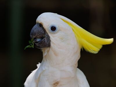 cockatoo, yellow crest, exotic bird, nature, wildlife, photography, indonesia, animal, nature photography, bird, southeast asian birds, beak, jungle, fauna, natural habitat