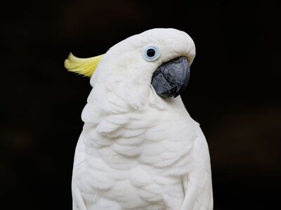 cockatoo, bird, exotic bird, wildlife, nature photography, nature, white feathers, yellow crest, southeast asian birds, bird photography, natural fauna, animal photography, tropical wildlife, birdwatching, indonesian wildlife, avian, single bird, black background, grey beak, natural beauty