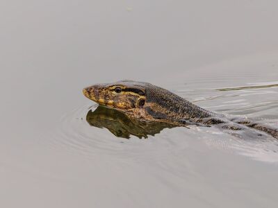 lizard, reptile, nature, wildlife, animal, monitor, water, pond, indonesia, asian animal, swimming, natural habitat, wild animals, nature amulet, swimmer, waterbody, aquatic habitat, city park, peaceful