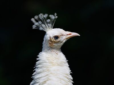 bird, wild bird, exotic bird, peahen, indonesian bird, nature, nature photography, wildlife photography, ornithology, avian, birdwatching, animals, tropical, plumage, feathers, white feathers, light source, beak