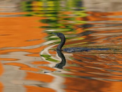 water bird, reflection, orange color, waves, nature, wilderness, water surface, bird, asian water bird, tropical fauna, exotic animal, water, cormorant, calm surface, wild nature, colors, asian birds, bird photography, asian nature, wild bird