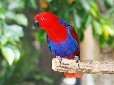 bird, species, red, blue, forest, wild, nature, indonesia, exotic, parrot, avian, photography, tropical, bird photography, nature photography, birdwatching, surroundings, perching bird, colorful