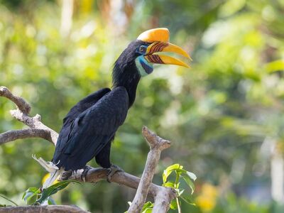 bird, hornbill, nature, nature photography, asian birds, exotic animals, tropical rainforests, birdwatching, asian wildlife, green background, black white photography, colors of nature, bird photography, wild, bird life, asian forests, ornithology, nature exploration, wildlife photography, natural beauty