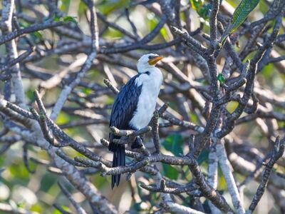 bird, wild bird, exotic bird, bird photography, wildlife, nature, indonesia, southeast asian birds, tropical wildlife, birdwatching, birding, wildlife photography, biology, natural habitat, tree, nest, branches, whitish plumage, yellow bill, sunlight