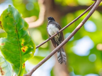 indonesia, nature, bird, wildlife, southeast asian birds, tropical wildlife, birdwatching, nature photography, exotic bird, bird photography, asian birds, fauna, animal photography, green background, wild bird, stem plant, natural environment, forest, wilderness, tree