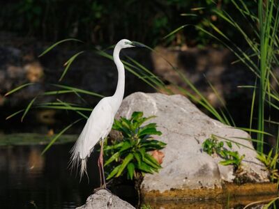 heron, nature, wildlife, bird, water bird, tropical, jungle, asian, indonesia, scene, white, pond, serene, vegetation, wading bird, ecosystem, nature photography, wild bird, tranquility, untamed