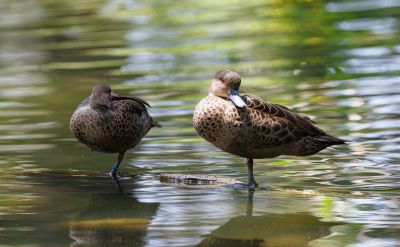 birds, water birds, ducks, speckled, lake, reflections, nature, biotope, tranquility, indonesia, indonesian nature, exotic, asian birds, bird photography, nature photography, wildlife, asian wildlife, exotic birds, avian