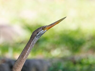 bird, nature, wildlife, photography, exotic, indonesia, tropical, asian bird, insects, distinctive shape, wild animals, green, neck, beak, birdwatching, rainforest, animal, boat, safari, small bird