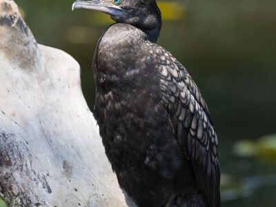 bird, exotic bird, wildlife, nature photography, birdwatching, asian birds, tropical birds, wildlife photography, nature, native birds, tropical wildlife, bird photography, black, beak, asian wildlife, cormorant, water bird, feathered, close-up, water habitat