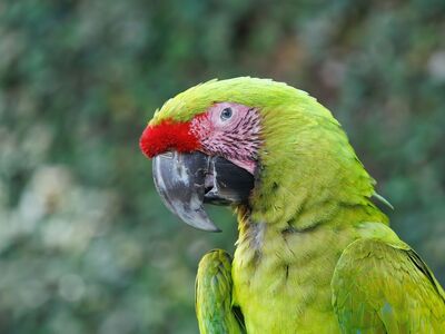 green parrot, macaw, nature, birds, wildlife, tropical wildlife, parrot, birdwatching, nature photography, green feathers, animals, typical fauna in indonesia, embodying fauna, red forehead, pheasant, rainforest birds, amateur photography, exotic birds, wildlife photography