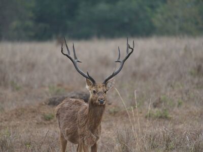 deer, nature, wildlife, forest, mammal, antlers, meadow, animal, nature reserve, grazing, focus, ground, wild, ecology, view, peaceful, mammals, calm, environment, observation, Kanha, India, Madhya Pradesh