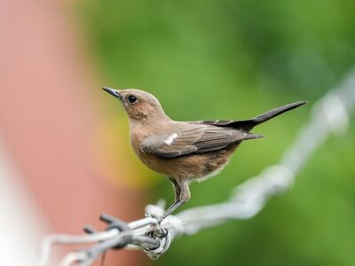 bird, branch, hd wallpaper, full hd wallpaper, nature, laptop wallpaper, beautiful wallpaper, nest, tree, wild, ornithology, mac wallpaper, brown color, barbed wire, songbird, windows wallpaper, perspective, outdoor, wire, desktop backgrounds, free background, 4k wallpaper, red wall, cool backgrounds, background, wallpaper hd, birdwatching, wild birds, contrast, 4k wallpaper 1920x1080, voyeurism, wallpaper 4k, free wallpaper, outdoor environment