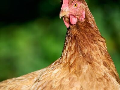 chicken, rural, organic, country life, farm, poultry, comb, beak, brown, nature, domesticated, portrait, feathers, close-up, free-range, rural scene, animal, agriculture, appearance, pasture-raised