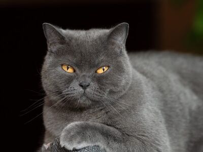 animal, 4k wallpaper, cat, yellow eyes, gray cat, british shorthair, face details, cool backgrounds, intense gaze, play of light, hd wallpaper, free wallpaper, pet, 4k wallpaper 1920x1080, fur, wallpaper 4k, beautiful wallpaper, windows wallpaper, mac wallpaper, domestic cat, details, animal portrait, photography, desktop backgrounds, laptop wallpaper, wallpaper hd, free background, full hd wallpaper, cat yellow eyes, close-up, elegant, nature, background