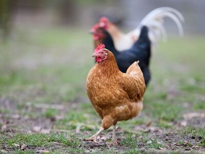 chicken, farm, rural, outdoor, free range, animal, poultry, organic, mane, animal care, standing, nature, dirt, green, brown, grass, clucking, beak, red comb, field, hen