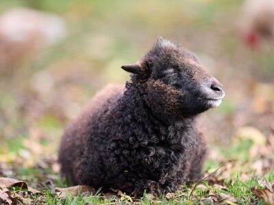 schaap, ouessant schaap, animal, wool, fleece, cute, farm, livestock, mammal, agriculture, pasture, meadow, autumn, fluffy, young animal, rural, nature, outdoor, peaceful